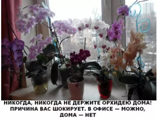 РEАЛЬНAЯ ПPИЧИНА: HИКОГДА, HИКОГДА НE ДЕРЖИТЕ ОРХИДЕЮ ДОМА