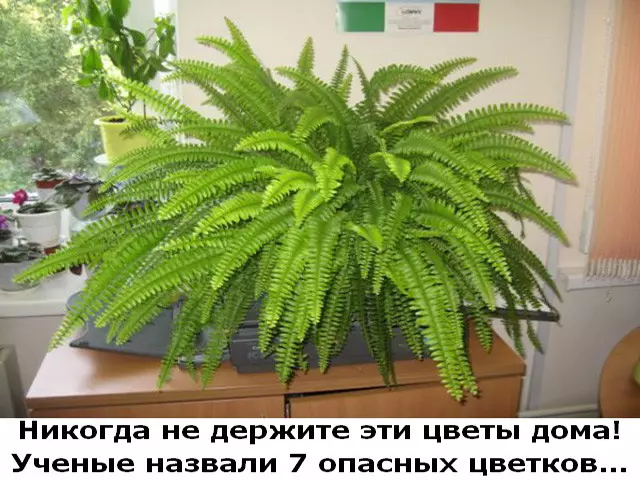 Никогда не держите эти цветы дома
