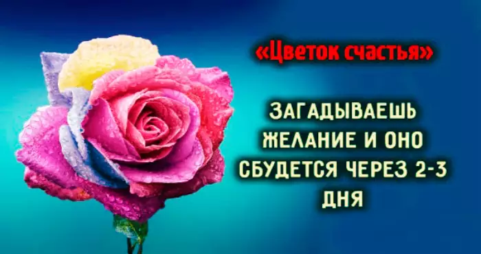 «Цветок счастья» загадываешь желание и оно сбудется через 2-3 дня