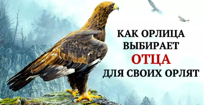 Вы знаете, как орлица выбирает отца для своих орлят