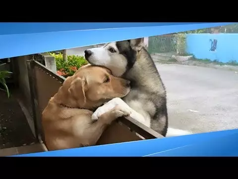 На эту дружбу можно смотреть вечно