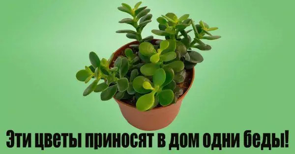 Под одной крышей с вампирами. Какие растения вытягивают из тебя все соки