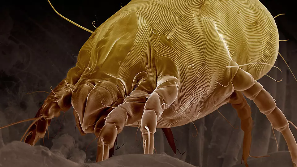 dust-mites
