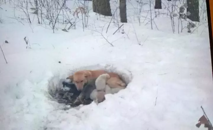 Собака жила в снегу вместе со своими щенками, но несмотря на холод мама их не бросила
