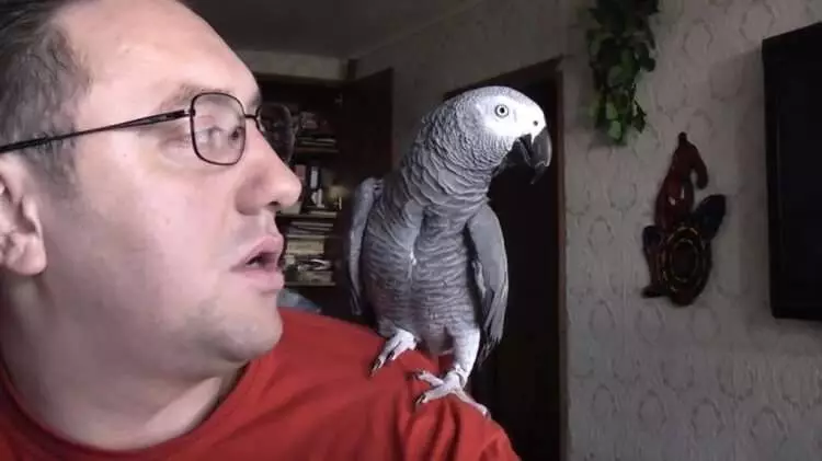 «Щас в клетку пойдешь, понял?!»: как попугай Григорий строит хозяина