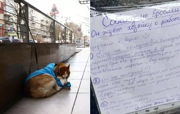 Все думали, что хаски бросили, а оказалось, что это русский Хатико, да ещё и с запиской