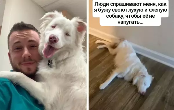 Парень показал, как будит свою слепую и глухую собаку, не пугая ее и получил 13 млн лайков