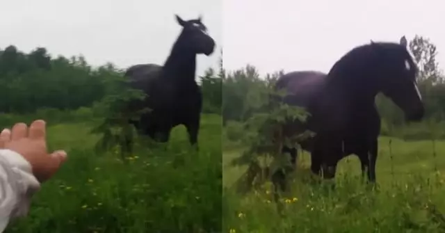 Улыбательная реакция лошади на музыку вызывает восторг