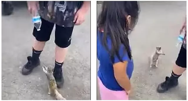 Трогательное видео: белочка попросила у людей воды и они помогли ей