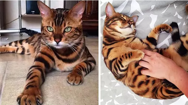 Знакомьтесь, Тор, бенгальская кошка, которая является одной из самых редких пород