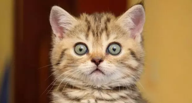 Реакция кота на храп хозяина