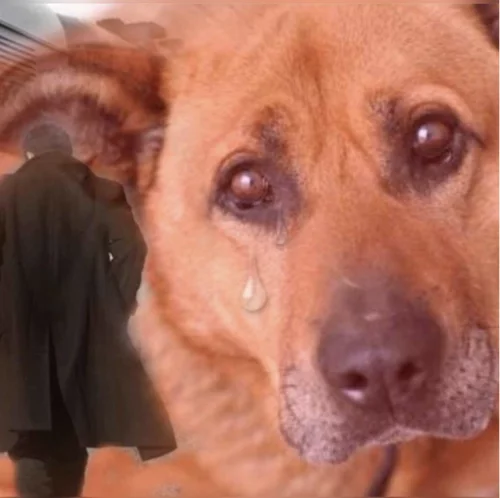 11 лет собака возле трассы ждет своего хозяина