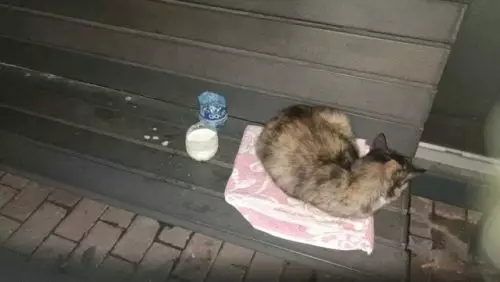 Беременную кошку на сносях выбросили, оставив ей только подстилку на лавочке.