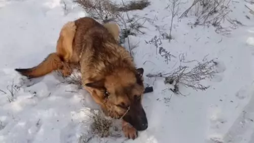 Она плакала от боли и холода
